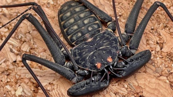 Phrynus whitei IMG - 5 Central American Giant Tailless Whipspiders (Phrynus whitei)