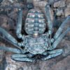 Phrynus whitei IMG - 6 Central American Giant Tailless Whipspiders (Phrynus whitei)