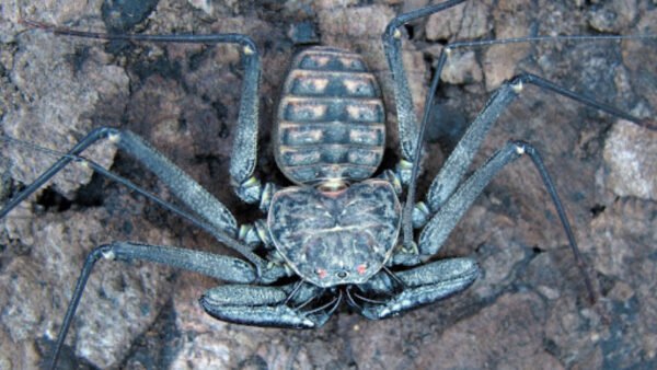 Phrynus whitei IMG - 6 Central American Giant Tailless Whipspiders (Phrynus whitei)