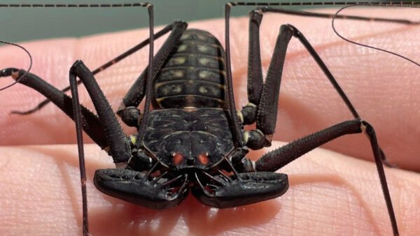 Phrynus whitei IMG - 7 Central American Giant Tailless Whipspiders (Phrynus whitei)