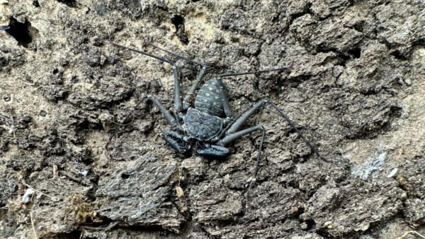 Phrynus whitei IMG - 8 Central American Giant Tailless Whipspiders (Phrynus whitei)