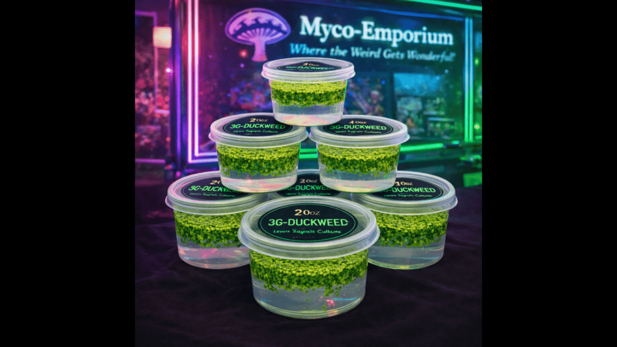 3G-Duckweed [2-oz] (Starter Sprout Cup) – alternate view