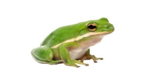 American Green Treefrog (Dryophytes cinereus)