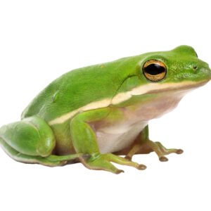 American Green Treefrog (Dryophytes cinereus) - IMG-00 American Green Treefrog (Dryophytes cinereus)