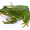 American Green Treefrog (Dryophytes cinereus)