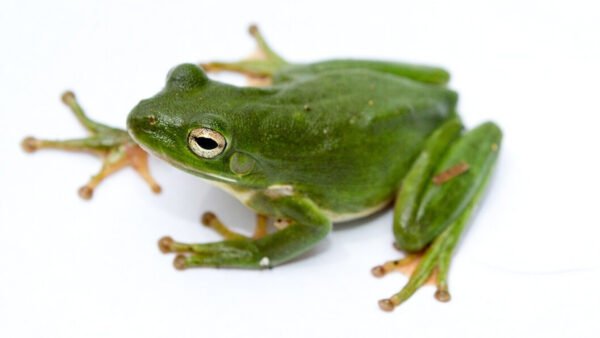 American Green Treefrog (Dryophytes cinereus)