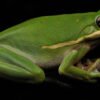 American Green Treefrog (Dryophytes cinereus)