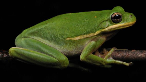 American Green Treefrog (Dryophytes cinereus)