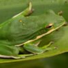 American Green Treefrog (Dryophytes cinereus)