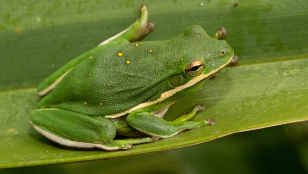 American Green Treefrog (Dryophytes cinereus)
