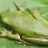 American Green Treefrog (Dryophytes cinereus)