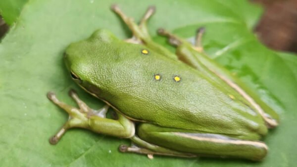 American Green Treefrog (Dryophytes cinereus)