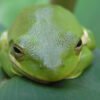 American Green Treefrog (Dryophytes cinereus)