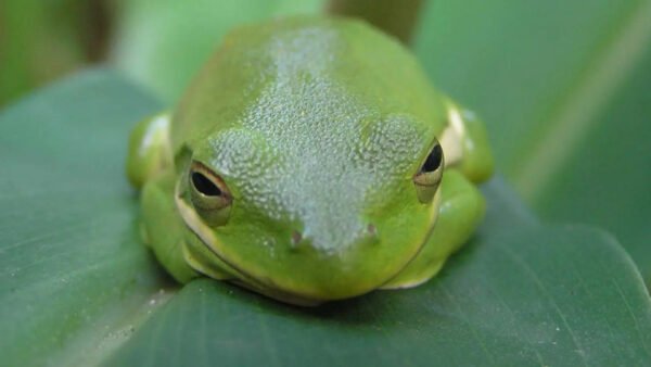 American Green Treefrog (Dryophytes cinereus)