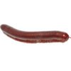 Scarlet Millipede (Trigoniulus corallinus)