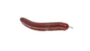 Scarlet Millipede (Trigoniulus corallinus)