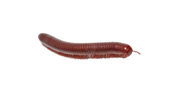Scarlet Millipede (Trigoniulus corallinus)