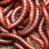 Scarlet Millipede (Trigoniulus corallinus)