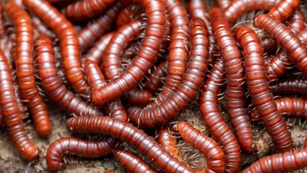 Scarlet Millipede (Trigoniulus corallinus)