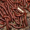 Scarlet Millipede (Trigoniulus corallinus)