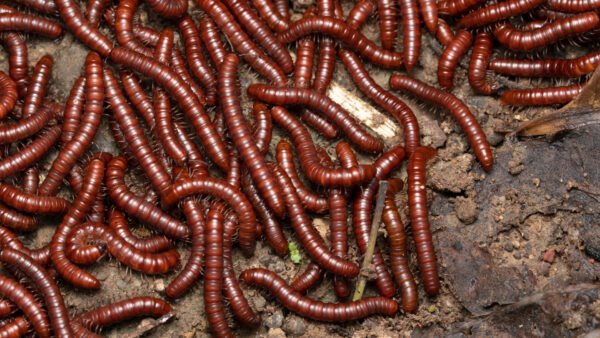 Scarlet Millipede (Trigoniulus corallinus)