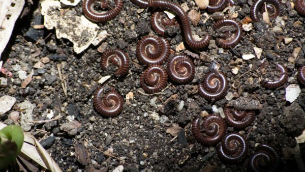 Scarlet Millipede (Trigoniulus corallinus)