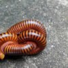 Scarlet Millipede (Trigoniulus corallinus)