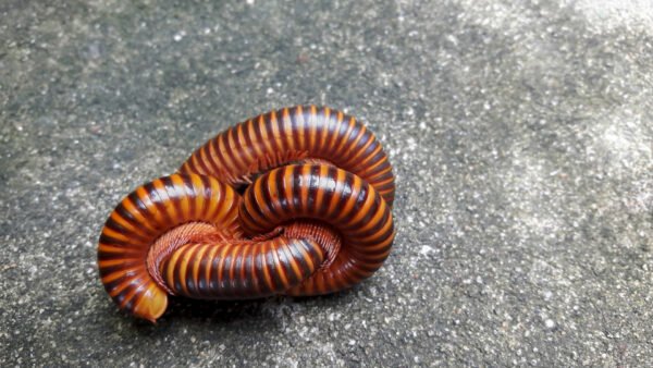 Scarlet Millipede (Trigoniulus corallinus)