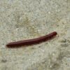 Scarlet Millipede (Trigoniulus corallinus)