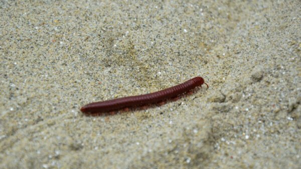 Scarlet Millipede (Trigoniulus corallinus)