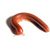 Scarlet Millipede (Trigoniulus corallinus)