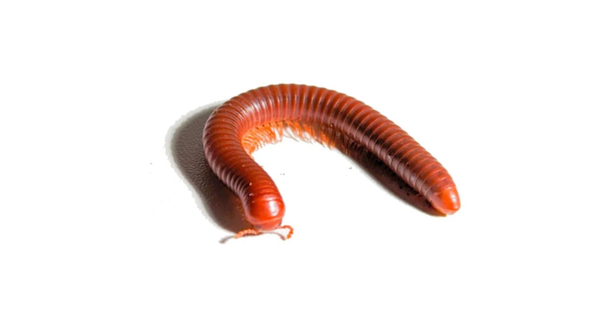 Scarlet Millipede (Trigoniulus corallinus) – alternate view