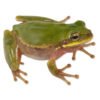 Squirrel Treefrog (Dryophytes squirellus)