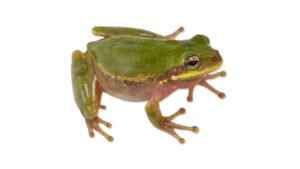 Squirrel Treefrog (Dryophytes squirellus)