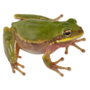 Squirrel Treefrog (Dryophytes squirellus)