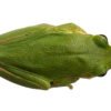 Squirrel Treefrog (Dryophytes squirellus)