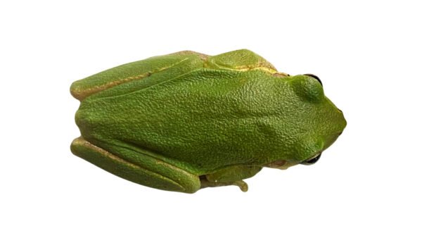 Squirrel Treefrog (Dryophytes squirellus)