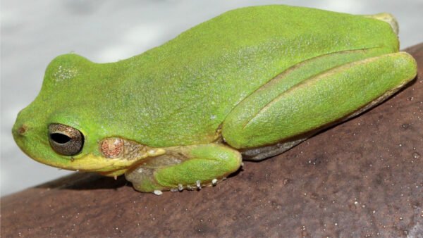 Squirrel Treefrog (Dryophytes squirellus)