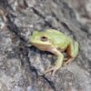 Squirrel Treefrog (Dryophytes squirellus)