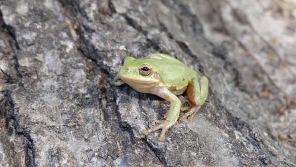 Squirrel Treefrog (Dryophytes squirellus)