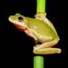 Squirrel Treefrog (Dryophytes squirellus)