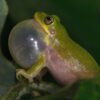 Squirrel Treefrog (Dryophytes squirellus)