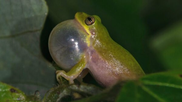 Squirrel Treefrog (Dryophytes squirellus)