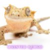 Crested Gecko-canva-05 Crested Geckos (Correlophus ciliatus)