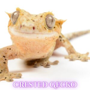 Crested Geckos (Correlophus ciliatus)