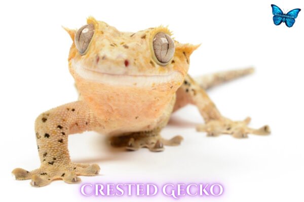 Crested Gecko-canva-05 Crested Geckos (Correlophus ciliatus)