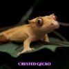 Crested Gecko-canva-06 Crested Geckos (Correlophus ciliatus)