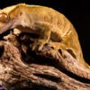 Crested Gecko-canva-07 Crested Geckos (Correlophus ciliatus)