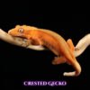 Crested Gecko-canva-09 Crested Geckos (Correlophus ciliatus)