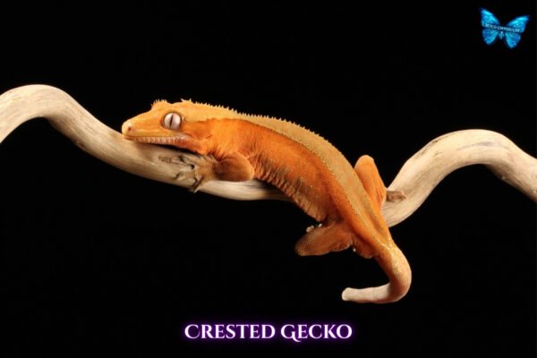 Crested Gecko-canva-09 Crested Geckos (Correlophus ciliatus)